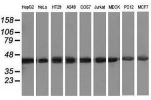 Image no. 2 for anti-DnaJ (Hsp40) Homolog, Subfamily A, Member 2 (DNAJA2) antibody (ABIN1497858) (DNAJA2 抗体)