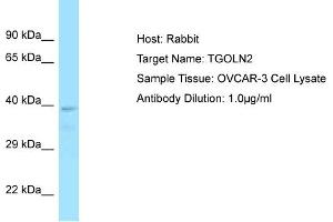 Host: Rabbit Target Name: TGOLN2 Sample Tissue: Human OVCAR-3 Whole Cell Antibody Dilution: 1ug/ml (TGOLN2 抗体  (C-Term))