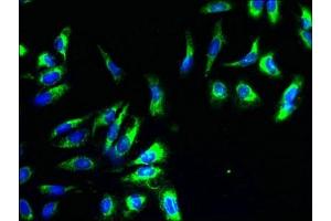 Immunofluorescent analysis of Hela cells using ABIN7149190 at dilution of 1:100 and Alexa Fluor 488-congugated AffiniPure Goat Anti-Rabbit IgG(H+L) (Cytochrome C1 抗体  (AA 85-325))