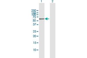 Western Blot analysis of PEPD expression in transfected 293T cell line by PEPD MaxPab polyclonal antibody. (PEPD 抗体  (AA 1-493))