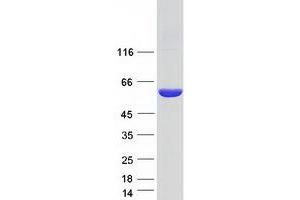 Western Blotting (WB) image for 3-Hydroxy-3-Methylglutaryl-CoA Synthase 1 (Soluble) (HMGCS1) (Transcript Variant 1) protein (Myc-DYKDDDDK Tag) (ABIN2722859)