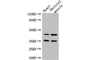 Western Blot Positive WB detected in: Mouse heart tissue, Mouse skeletal muscle tissue All lanes: ACTL9 antibody at 3. (ACTL9 抗体  (AA 1-160))