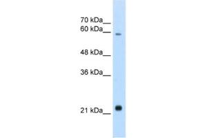 Western Blotting (WB) image for anti-Recombination Signal Binding Protein For Immunoglobulin kappa J Region-Like (RBPJL) antibody (ABIN2460915) (RBPJL 抗体)