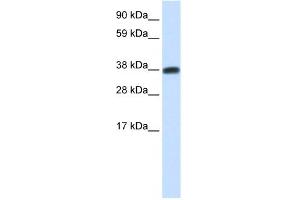 WB Suggested Anti-DMRTC2 Antibody Titration:  0. (DMRTC2 抗体  (N-Term))