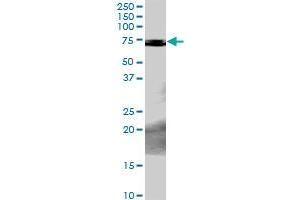 PCK2 MaxPab rabbit polyclonal antibody. (PEPCK 抗体  (AA 1-640))