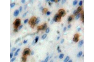 Used in DAB staining on fromalin fixed paraffin-embedded spleen tissue (Caspase 1 抗体  (AA 317-404))