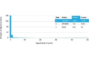 Analysis of Protein Array containing >19,000 full-length human proteins using Transferrin Mouse Monoclonal Antibody (TF/3001) Z- and S- Score: The Z-score represents the strength of a signal that a monoclonal antibody (Monoclonal Antibody) (in combination with a fluorescently-tagged anti-IgG secondary antibody) produces when binding to a particular protein on the HuProtTM array. (Transferrin 抗体  (AA 311-445))