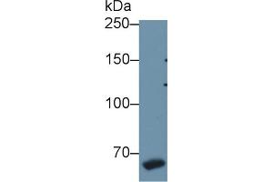 Western blot analysis of Mouse Testis lysate, using Mouse F8 Antibody (1 µg/ml) and HRP-conjugated Goat Anti-Rabbit antibody (