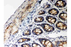 Anti-Hsp60 Picoband antibody, (ABIN3043854), IHC(P)IHC(P): Rat Intestine Tissue (HSPD1 抗体  (AA 260-496))