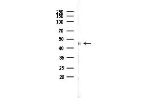 Western blot analysis of lysates from Rat liver, using WNB Antibody at 1/1000 dilution.
