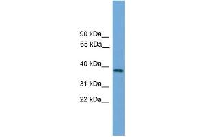 WB Suggested Anti-C22orf36  Antibody Titration: 0. (LRRC75B/FAM211B 抗体  (Middle Region))