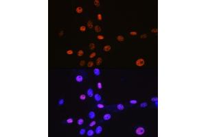 Immunofluorescence (IF) image for anti-Minichromosome Maintenance Complex Component 3 (MCM3) antibody (ABIN7268540)