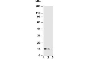 Western blot testing of NGF antibody and Lane 1:  Recombinant human protein 10ng;  2: 5ng;  3: 2. (Nerve Growth Factor 抗体  (AA 122-241))
