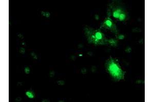 Immunofluorescence (IF) image for anti-serpin Peptidase Inhibitor, Clade A (Alpha-1 Antiproteinase, Antitrypsin), Member 5 (SERPINA5) antibody (ABIN1500054) (SERPINA5 抗体)