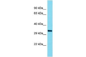 Western Blotting (WB) image for anti-Olfactory Receptor 110 (OLFR110) (C-Term) antibody (ABIN2791207) (Olfr110 抗体  (C-Term))