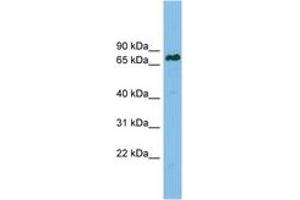 Image no. 1 for anti-Lamin B Receptor (LBR) (AA 503-552) antibody (ABIN6749731) (Lamin B Receptor 抗体  (AA 503-552))