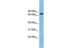 Image no. 1 for anti-Lamin B Receptor (LBR) (AA 503-552) antibody (ABIN6749731) (Lamin B Receptor 抗体  (AA 503-552))