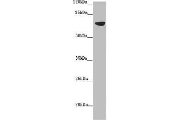 Solute Carrier Family 34 (Type II Sodium/phosphate Contransporter), Member 1 (SLC34A1) (AA 1-103) 抗体