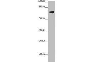 Western blot All lanes: SLC34A1 antibody at 2. (Solute Carrier Family 34 (Type II Sodium/phosphate Contransporter), Member 1 (SLC34A1) (AA 1-103) 抗体)