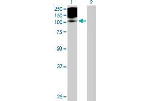 Western Blot analysis of PDGFRB expression in transfected 293T cell line by PDGFRB MaxPab polyclonal antibody. (PDGFRB 抗体  (AA 1-1106))