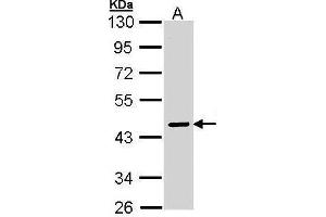Western Blotting (WB) image for anti-serpin Peptidase Inhibitor, Clade A (Alpha-1 Antiproteinase, Antitrypsin), Member 10 (SERPINA10) (Center) antibody (ABIN2856745)