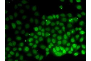 Immunofluorescence (IF) image for anti-High Mobility Group Nucleosomal Binding Domain 2 (HMGN2) antibody (ABIN1877142) (HMGN2 抗体)