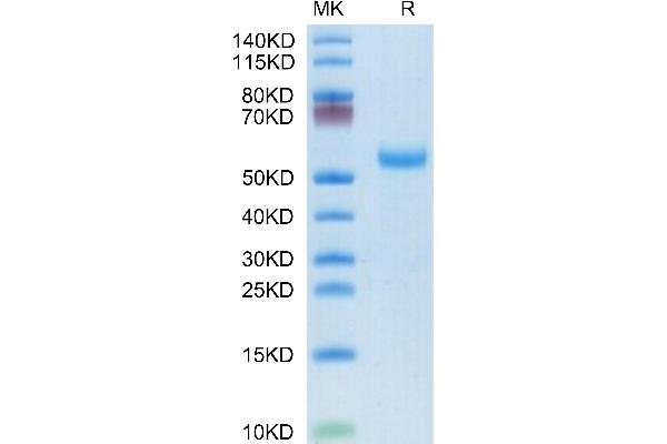 DLL3 Protein (AA 27-490) (His tag)