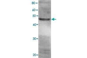Detection of RPN7 (49 kDa) in the crude extract of S. (PSMD6 抗体)