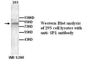 Image no. 1 for anti-Sp1 Transcription Factor (SP1) antibody (ABIN790897) (SP1 抗体)