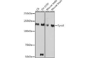 Western blot analysis of extracts of various cell lines, using Tyro3 Rabbit mAb (ABIN1678641, ABIN7101341, ABIN7101342 and ABIN7101343) at 1:1000 dilution. (TYRO3 抗体)