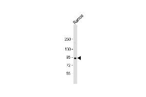 Anti-C8orf80 Antibody (N-Term) at 1:2000 dilution + Ramos whole cell lysate Lysates/proteins at 20 μg per lane. (C8orf80 抗体  (AA 27-59))