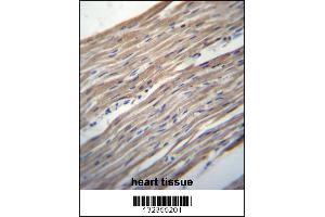 HRC Antibody immunohistochemistry analysis in formalin fixed and paraffin embedded human heart tissue followed by peroxidase conjugation of the secondary antibody and DAB staining. (HRC 抗体  (AA 277-306))