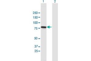 Western Blot analysis of GGN expression in transfected 293T cell line by GGN MaxPab polyclonal antibody. (GGN 抗体  (AA 1-652))