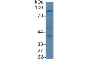 Detection of ABP1 in Mouse Small intestine lysate using Polyclonal Antibody to Amiloride Binding Protein 1 (ABP1) (DAO 抗体  (AA 197-322))