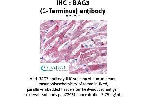 Image no. 1 for anti-BCL2-Associated Athanogene 3 (BAG3) (C-Term) antibody (ABIN1732194) (BAG3 抗体  (C-Term))