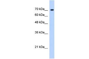 JMJD3 antibody (20R-1248) used at 0. (Kdm6b 抗体  (Middle Region))
