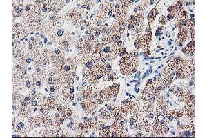 Image no. 1 for anti-Cyclin-Dependent Kinase Inhibitor 3 (CDKN3) antibody (ABIN1497459) (CDKN3 抗体)