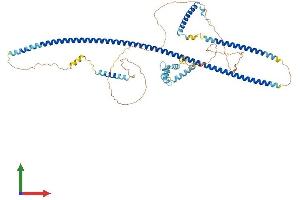 AlphaFold protein structure predicition of Mouse Recombinant Rab11fip4 Protein, UniprotID Q8BQP8