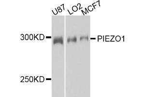 Western blot analysis of extracts of various cell lines, using PIEZO1 antibody (ABIN5995419) at 1/1000 dilution. (PIEZO1 抗体)