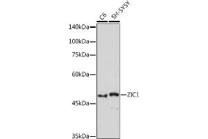 Western blot analysis of extracts of various cell lines, using ZIC1 Rabbit mAb (ABIN7271536) at 1:1000 dilution. (ZIC1 抗体)