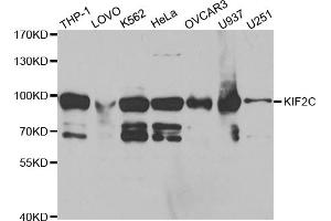Western blot analysis of extracts of various cell lines, using KIF2C antibody. (KIF2C 抗体)