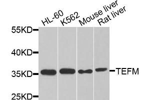 Western blot analysis of extracts of various cells, using TEFM antibody. (TEFM 抗体)