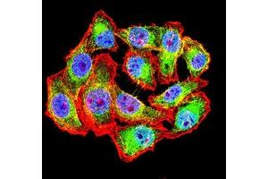 Immunofluorescence analysis of Hela cells using WT1 mouse mAb (green). (WT1 抗体  (AA 1-181))