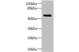 Western blot All lanes: SLC1A7antibody IgG at 1. (SLC1A7 抗体  (AA 115-220))