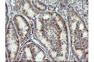 Image no. 2 for anti-COP9 Signalosome Complex Subunit 6 (COPS6) (AA 58-327) antibody (ABIN1491601) (COPS6 抗体  (AA 58-327))
