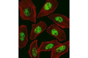 Immunofluorescence (IF) image for anti-Regulatory Factor X, 1 (Influences HLA Class II Expression) (RFX1) antibody (ABIN2998977) (RFX1 抗体)
