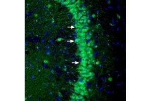 Expression of NGL-3 in mouse hippocampus - Immunohistochemical staining of perfusion-fixed frozen mouse brain sections with Anti-NGL-3/LRRC4B (extracellular) Antibody (ABIN7043300, ABIN7044736 and ABIN7044737), (1:200), followed by goat anti-rabbit-AlexaFluor-488. (LRRC4B 抗体  (Extracellular))
