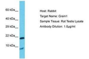 Image no. 1 for anti-Gremlin 1 (GREM1) (AA 51-100) antibody (ABIN6750392) (GREM1 抗体  (AA 51-100))