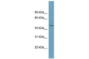 PELI1 antibody used at 1 ug/ml to detect target protein. (Pellino 1 抗体)