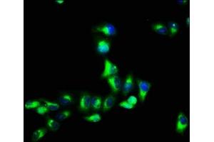 Immunofluorescence staining of Hela cells with ABIN7153319 at 1:66, counter-stained with DAPI. (G Protein-Coupled Receptor 12 抗体  (AA 1-48))